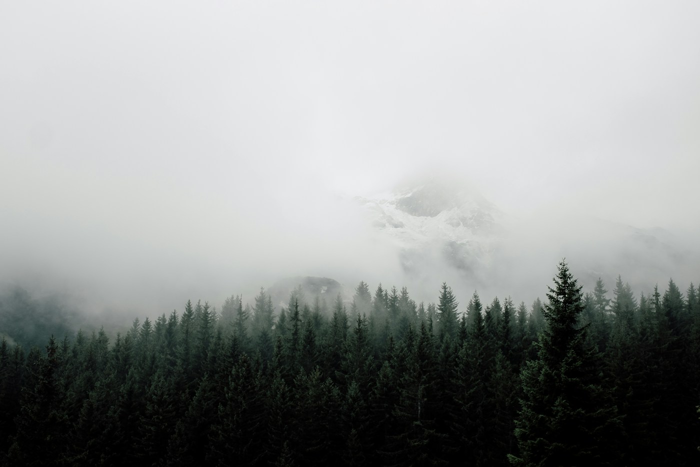 Nebel zieht über eine ruhige alpine Waldlandschaft